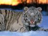 White Tiger Cub